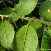 Atalantia rotundifolia (Thwaites) Yu.Tanaka